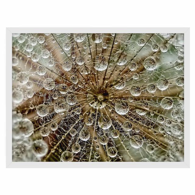 Dandelion in Autumn - Picture Frame Photograph Rosalind Wheeler Frame Option: White Framed, Size: 50cm H x 70cm W x 2cm D on Productcaster.