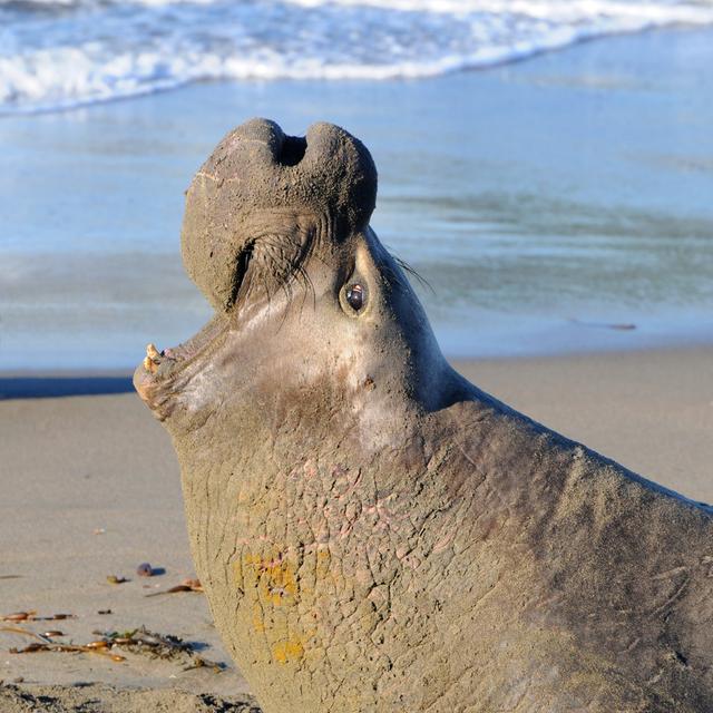 Male Elephant Seal - Wrapped Canvas Art Prints House of Hampton Size: 76cm H x 76cm W x 3.8cm D on Productcaster.