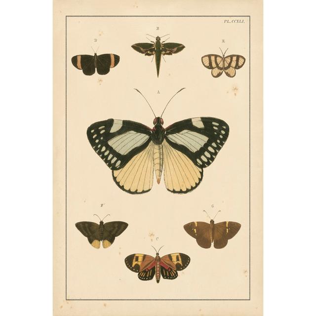 Heirloom Butterflies II (MI) by Pieter Cramer - Wrapped Canvas Print August Grove Size: 30cm H x 20cm W on Productcaster.