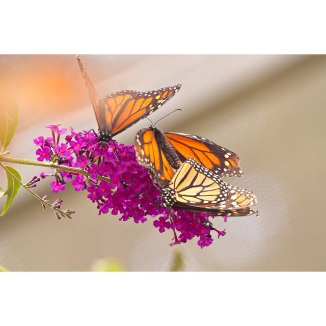 Butterfly Looking For Pollen On A Flower Near A Park by FrozenShutter - Print Brambly Cottage Size: 30cm H x 46cm W on Productcaster.