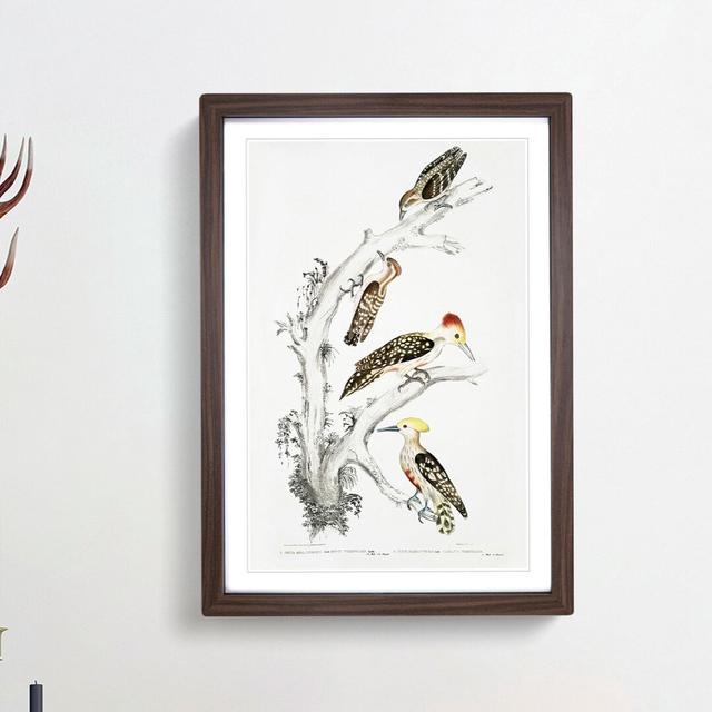 Illustration of Woodpeckers by John Edward Gray - Picture Frame Painting Print East Urban Home Frame Option: Walnut Framed, Size: 65cm H x 48cm W x 2c on Productcaster.