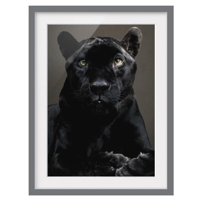 Black Puma - Picture Frame Photograph Print on Paper East Urban Home Size: 55 cm H x 40 cm W, Frame Option: Matt grey on Productcaster.