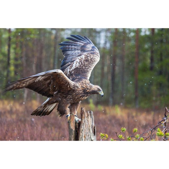 Golden Eagles, Aquila Chrysaetos by Mats Lindberg - Wrapped Canvas Art Prints Alpen Home Size: 30cm H x 46cm W 3.8cm D on Productcaster.