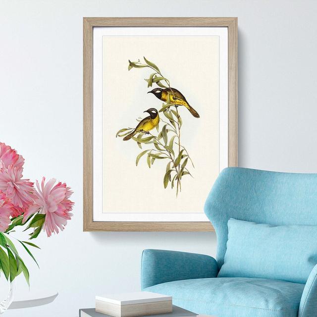 White-Eared Honeyeaters by Elizabeth Gould - Picture Frame Painting Print East Urban Home Frame Option: Oak Framed, Size: 65cm H x 48cm W x 2cm D on Productcaster.