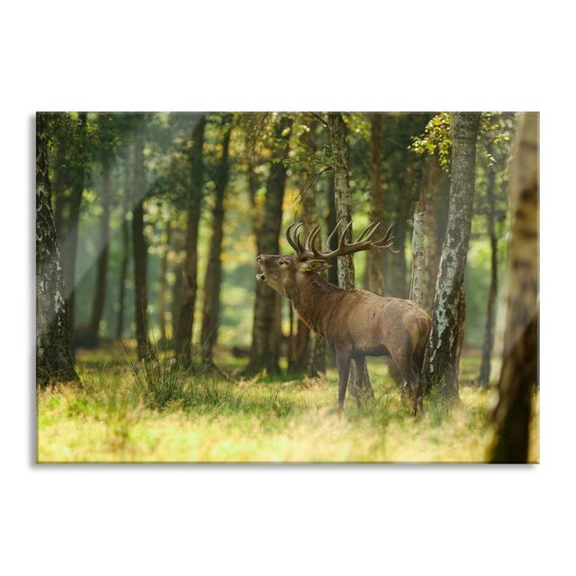 Deer In The Woods - No Frame Print on Glass Union Rustic Size: 70cm H x 100cm W x 0.4cm D on Productcaster.