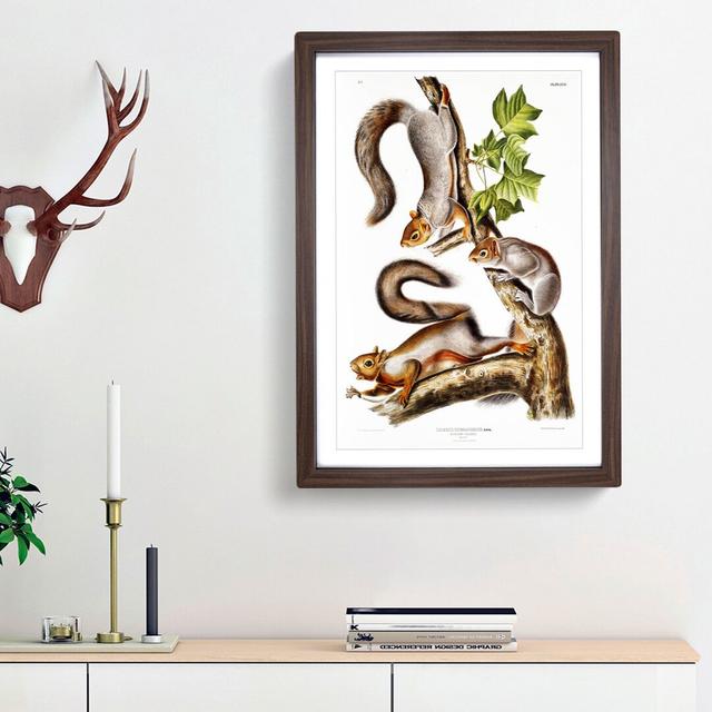 Migratory Squirrels by J.W. Audubon - Picture Frame Painting Print East Urban Home Size: 65cm H x 48cm W , Frame Option: Walnut Framed on Productcaster.