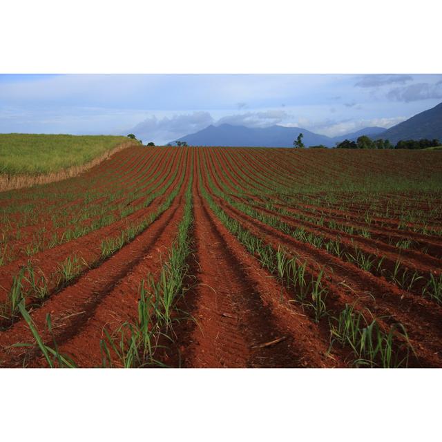 Sugar Cane Plantation 17 Stories Size: 81cm H x 122cm W on Productcaster.