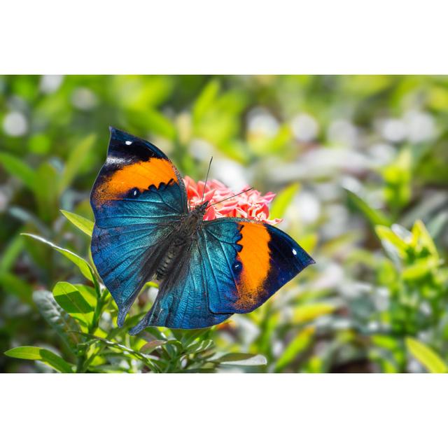 Kaki Butterfly by Teptong - Wrapped Canvas Photograph Latitude Run Size: 81cm H x 122cm W x 3.8cm D on Productcaster.