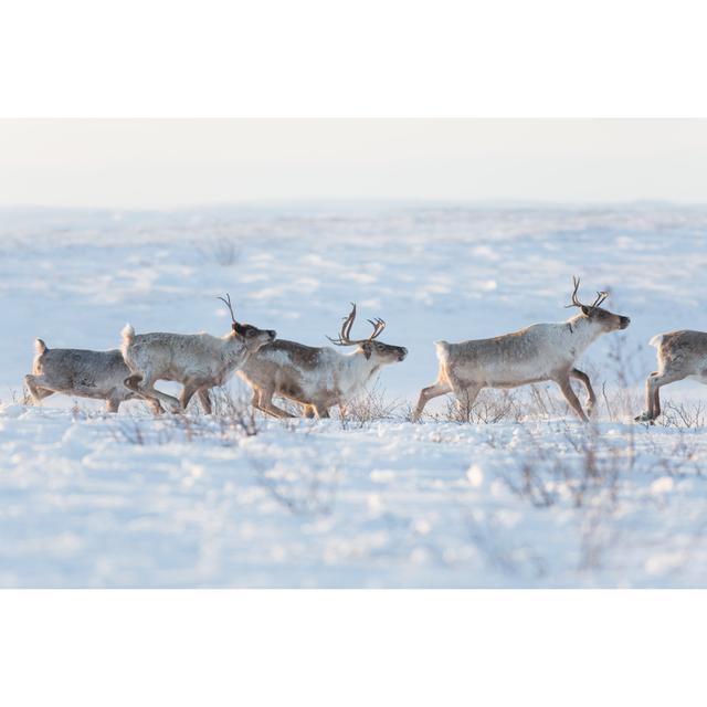 Farquhar Reindeer Running In Snow - Wrapped Canvas Print Alpen Home Size: 20cm H x 30cm W x 3.8cm D on Productcaster.