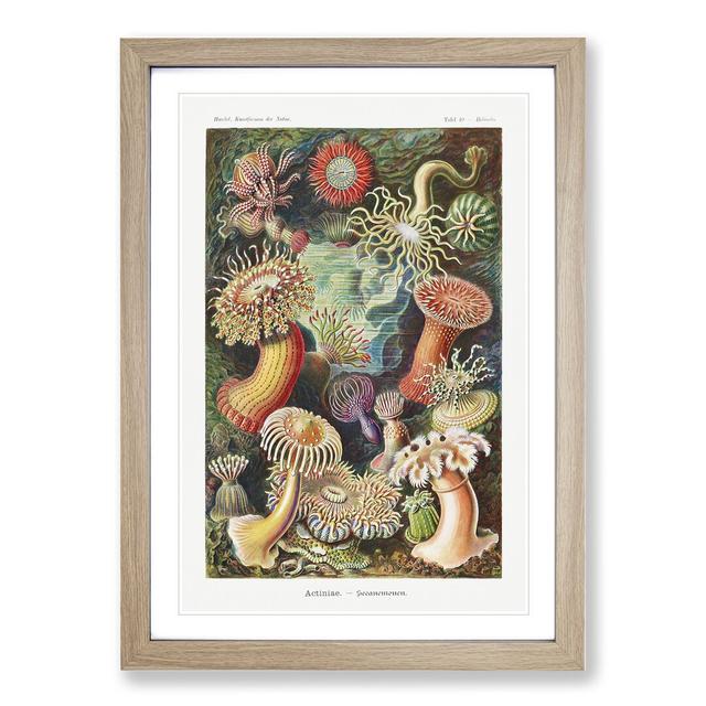 Sea Anemone Actiniae by Ernst Haeckel - Picture Frame Painting East Urban Home Frame Option: Oak Framed, Size: 36cm H x 27cm W x 2cm D on Productcaster.