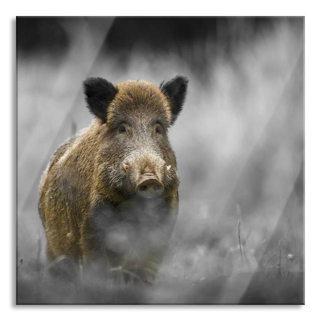 Lonely Wild Boar In The Forest - No Frame Print on Glass Ebern Designs Size: 70cm H x 70cm W x 0.4cm D on Productcaster.