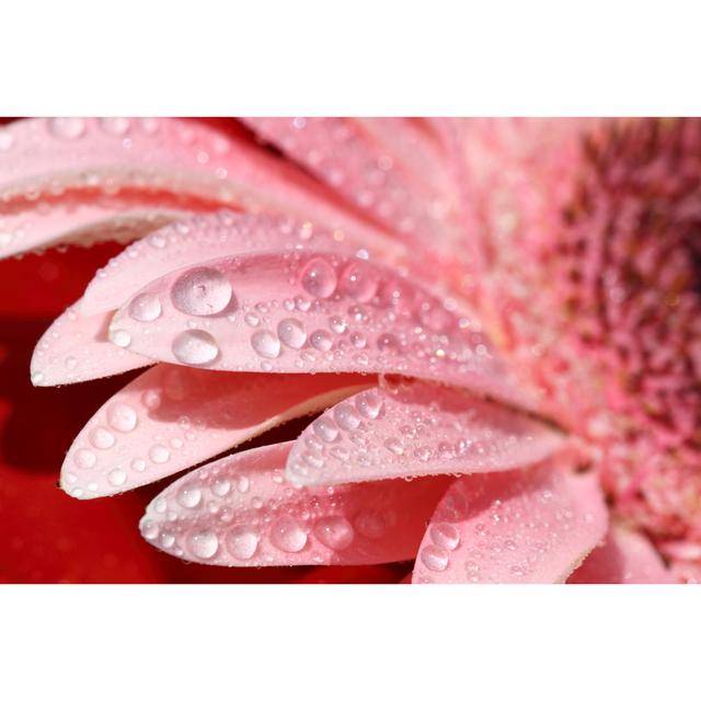 Red Flower by Savushkin - No Frame Print on Canvas 17 Stories Size: 81cm H x 122cm W on Productcaster.