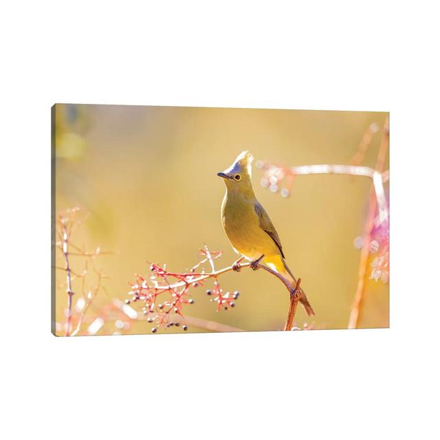 Central America, Costa Rica. Female Long-tailed Silky-flycatcher. by Jaynes Gallery - Wrapped Canvas Gallery-Wrapped Canvas Giclée Latitude Run Size: on Productcaster.