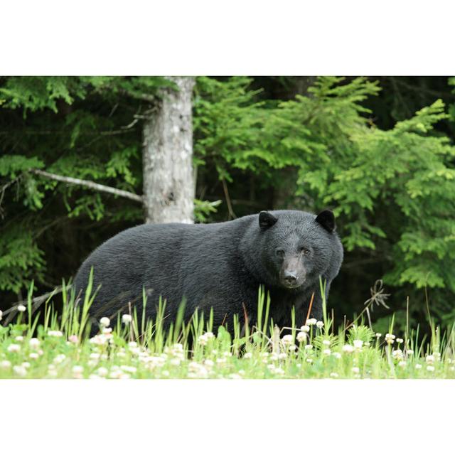 Black Bear In A Forest - Print 17 Stories Size: 30cm H x 46cm W x 3.8cm D on Productcaster.