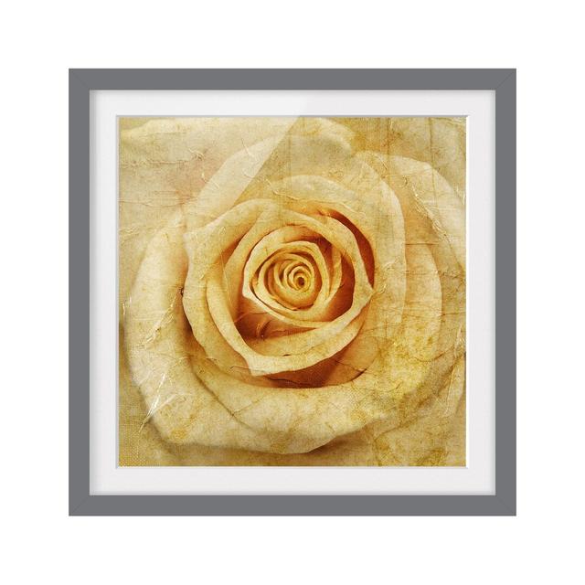 Vintage Rose Framed Graphic Art Print East Urban Home Frame Options: Matt grey, Size: 50cm H x 50cm W on Productcaster.