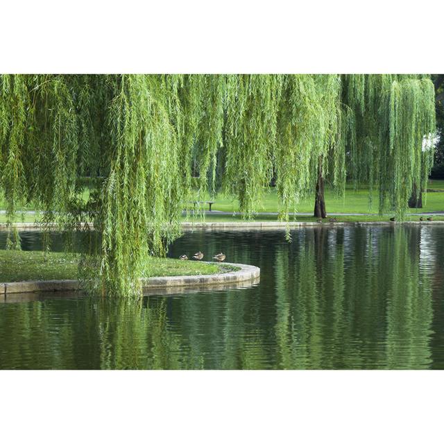 Weeping Willow Marlow Home Co. Size: 30cm H x 46cm W 3.8cm D on Productcaster.