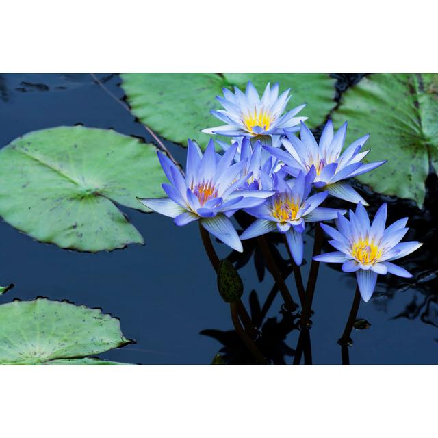 Water Lily Flowers by BaimonMaurice - Wrapped Canvas Print 17 Stories Size: 20cm H x 30cm W on Productcaster.