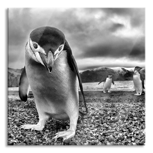 Funny Penguins - Unframed Photograph on Glass Highland Dunes Size: 60cm H x 60cm W x 0.4cm D on Productcaster.