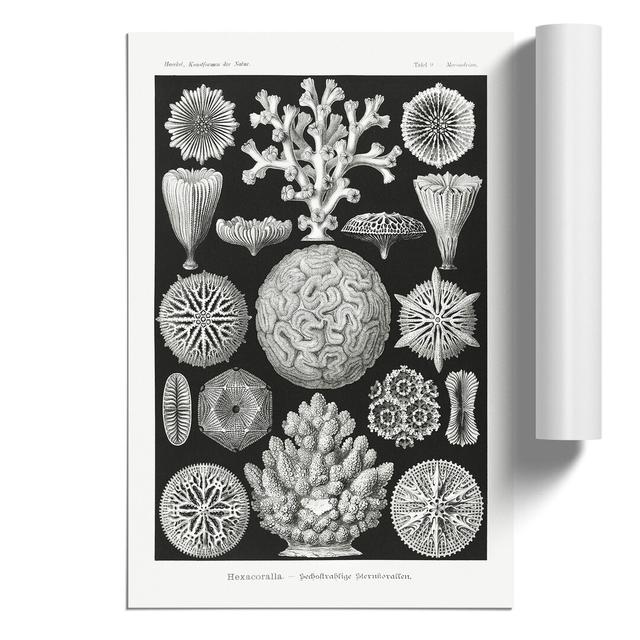 Hexacorallia Coral Vol.1 by Ernst Haeckel - Unframed Painting East Urban Home Size: 42cm H x 30cm W x 0.1cm D on Productcaster.