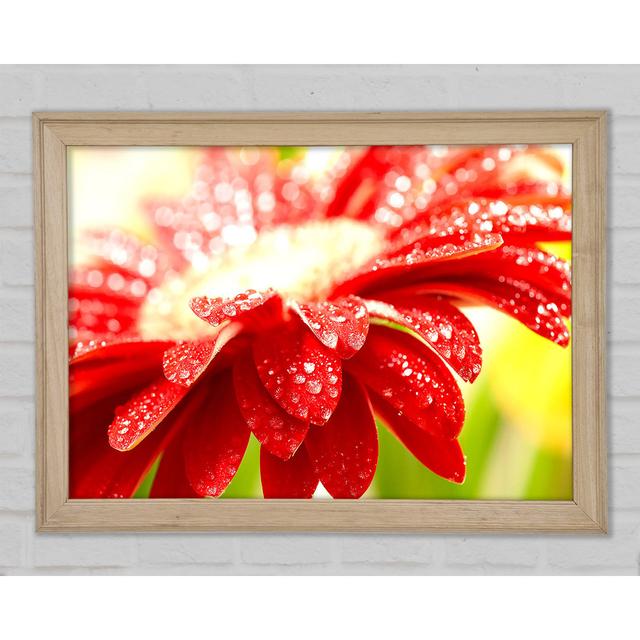 Amazing Red Flower - Single Picture Frame Print Latitude Run Size: 42cm H x 59.7cm W x 1.5cm D, Format: White Framed Paper on Productcaster.