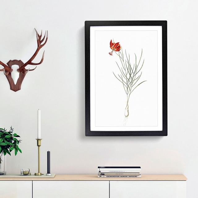 Coral Lily Flower by Pierre-Joseph Redoute - Picture Frame Painting Print East Urban Home Frame Option: Black Framed, Size: 36cm H x 27cm W x 2cm D on Productcaster.