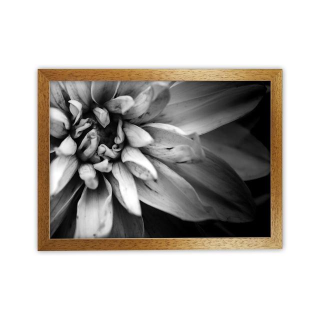 Flower Petals I by Victoria Frost - Print Ophelia & Co. Size: 34cm H x 46cm W x 3cm D, Format: Oak Framed on Productcaster.