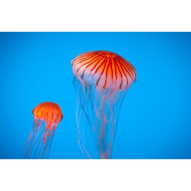 Two Striped Orange Jellyfish by Ryasick - No Frame Art Prints on Canvas Beachcrest Home Size: 61cm H x 91cm W on Productcaster.