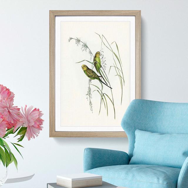 Warbling Grass-Parakeets by Elizabeth Gould - Picture Frame Painting Print East Urban Home Frame Option: Oak Framed, Size: 48cm H x 36cm W x 2cm D on Productcaster.