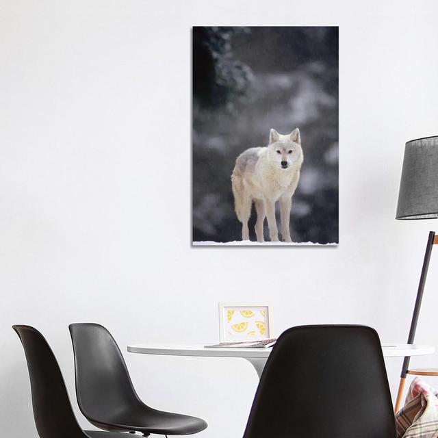 Timber Wolf Female In Falling Snow, North America by Gerry Ellis - Wrapped Canvas Print Alpen Home Size: 101.6cm H x 66.04cm W x 3.81cm D on Productcaster.