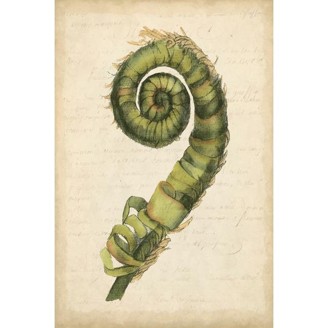 Small Fiddlehead Ferns II (U) by Jennifer Goldberger - Wrapped Canvas Art Prints Marlow Home Co. Size: 76cm H x 51cm W x 3.8cm D on Productcaster.