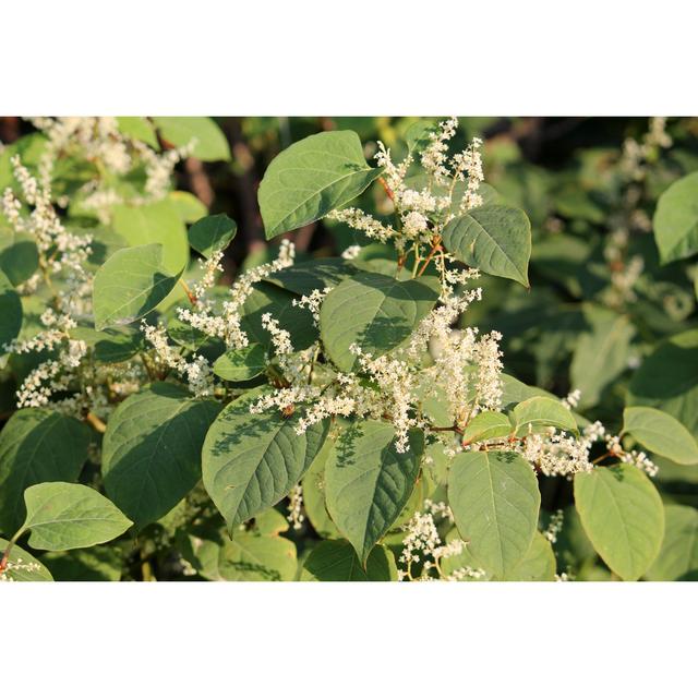 Maben Fallopia Japonica - Wrapped Canvas Photograph Latitude Run Size: 30cm H x 46cm W x 3.8cm D on Productcaster.