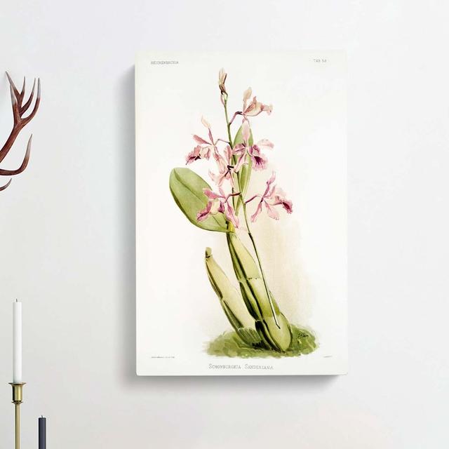 Magnolia Flowers Illustration Tab.59 by Frederick Sander - Wrapped Canvas Graphic Art Print East Urban Home Size: 91cm H x 60cm W x 3cm D on Productcaster.