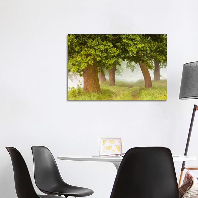 Poland, Greater Poland, Rogalin, Oaks I by Mikolaj Gospodarek - Wrapped Canvas Print ClassicLiving Size: 66.04cm H x 101.6cm W x 1.905cm D on Productcaster.