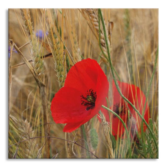 Ungerahmtes Foto auf Glas "Poppies in a Cornfield" Brayden Studio Größe: 50 cm H x 50 cm B x 0,4 cm T on Productcaster.