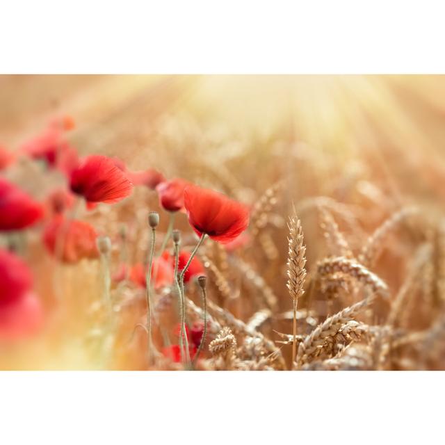 Wheat Field and Red Poppy Flowers Lit by Sun Rays - Wrapped Canvas Photograph Ebern Designs Size: 51cm H x 76cm W on Productcaster.