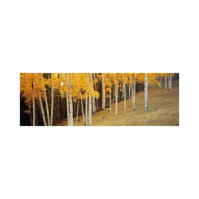 Aspen Trees In A Field, Ouray County, Colorado, USA - Wrapped Canvas Panoramic Print Union Rustic Size: 30.48cm H x 91.44cm W x 1.91cm D on Productcaster.