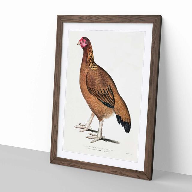 Malabar Hen by John Edward Gray - Picture Frame Art Print East Urban Home Size: 60cm H x 40cm W x 2cm D, Frame Option: Walnut on Productcaster.