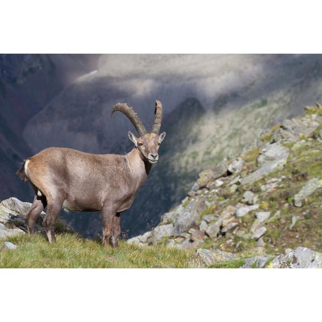 Hankerson Ibex by Ataglier - Wrapped Canvas Print Alpen Home Size: 61cm H x 91cm W x 3.8cm D on Productcaster.