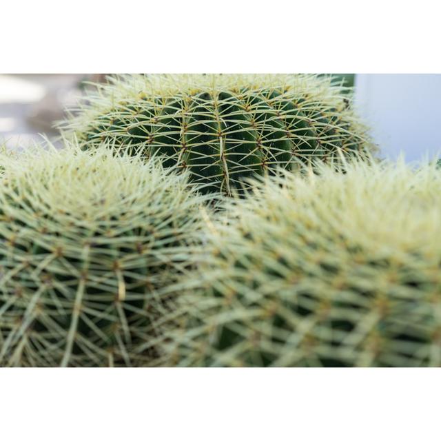 Close up of Succulent - Wrapped Canvas Photograph Natur Pur Size: 61cm H x 91cm W on Productcaster.