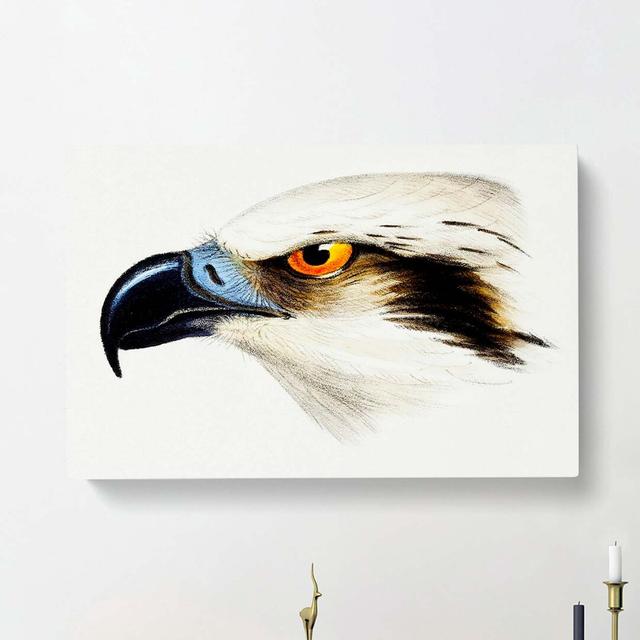 White Headed Osprey by John Gould - Wrapped Canvas Print East Urban Home Size: 35cm H x 50cm W x 3cm D on Productcaster.