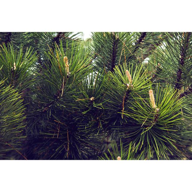 Close-up Of Pine Needles by Filipfoto - Wrapped Canvas Print Latitude Run Size: 81cm H x 122cm W on Productcaster.