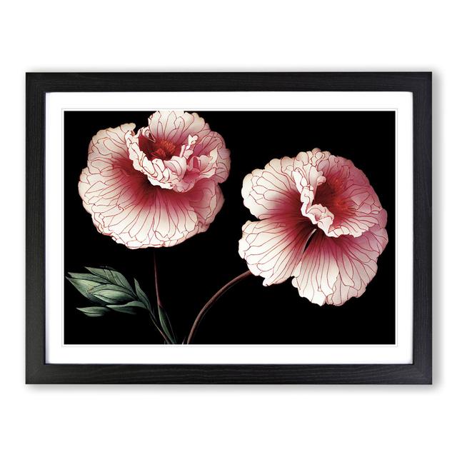 Sparkling Carnation Flowers - Picture Frame Graphic Art 17 Stories Size: 46cm H x 64cm W x 2cm D, Frame Colour: Black on Productcaster.