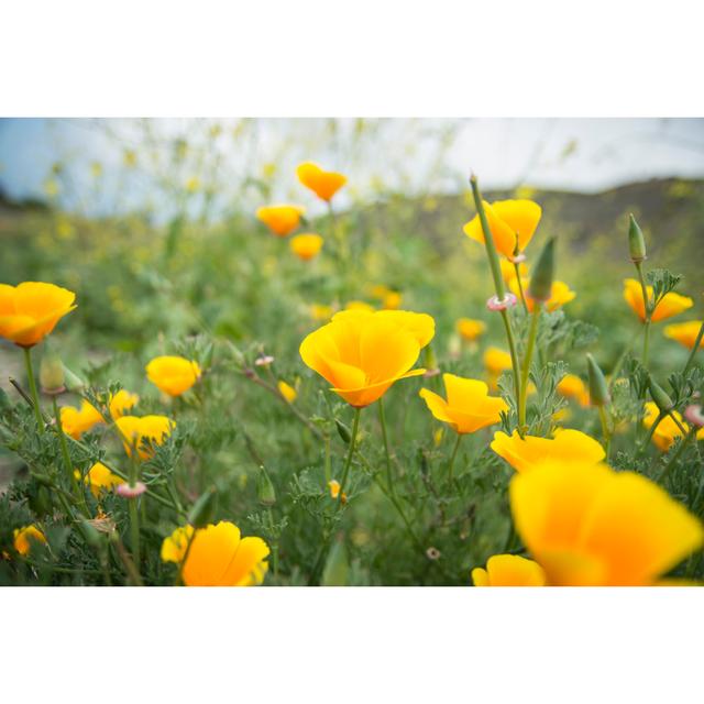 Poppies - Wrapped Canvas Photograph Ebern Designs Size: 51cm H x 76cm W x 3.8cm D on Productcaster.