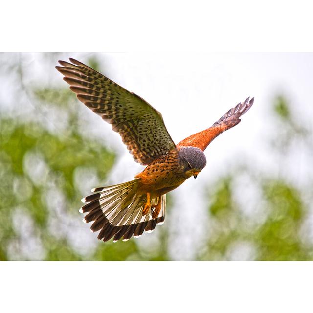 Kestrel Hovering by Lakes4Life - Wrapped Canvas Photograph Alpen Home Size: 61cm H x 91cm W on Productcaster.