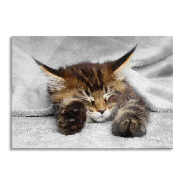 Sleeping Cat With Large Ears - No Frame Print on Glass Brayden Studio Size: 60cm H x 80cm W x 0.4cm D on Productcaster.