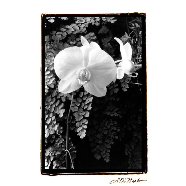 Striking Orchids I - Wrapped Canvas Art Prints Ebern Designs Size: 122cm H x 81cm W x 3.8cm D on Productcaster.