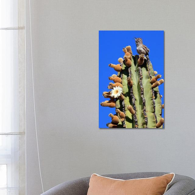 Cactus Wren Singing Atop Cardon Cactus, El Vizcaino Biosphere Reserve, Mexico by - Wrapped Canvas Photograph World Menagerie Size: 66.04cm H x 45.72cm on Productcaster.