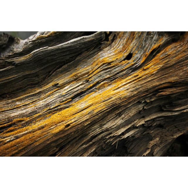 Cedrone Closeup Of Tree Trunk - Wrapped Canvas Print Alpen Home Size: 20cm H x 30cm W x 3.8cm D on Productcaster.