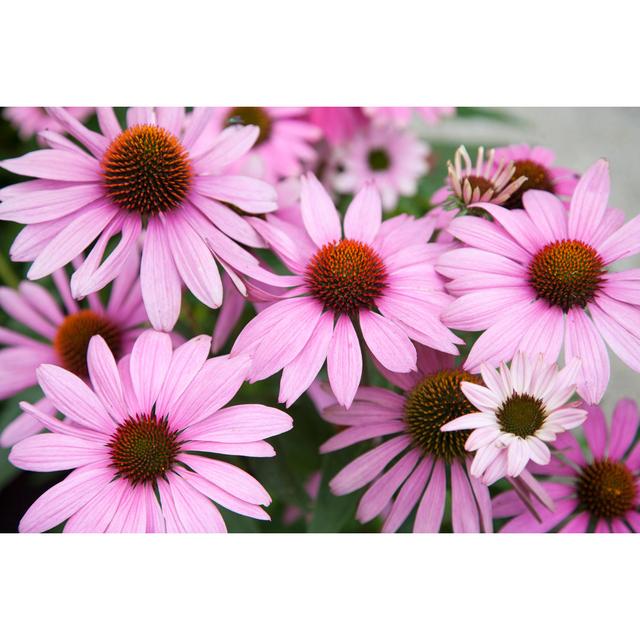 Pink Coneflower (Echinacea Purpurea) In The Garden by Aloha_17 - No Frame Art Prints on Canvas 17 Stories Size: 81cm H x 122cm W on Productcaster.