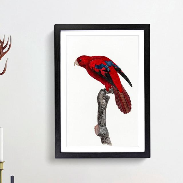 Red Lory by F. Levaillant - Picture Frame Painting Print East Urban Home Frame Option: Black Framed, Size: 48cm H x 36cm W x 2cm D on Productcaster.